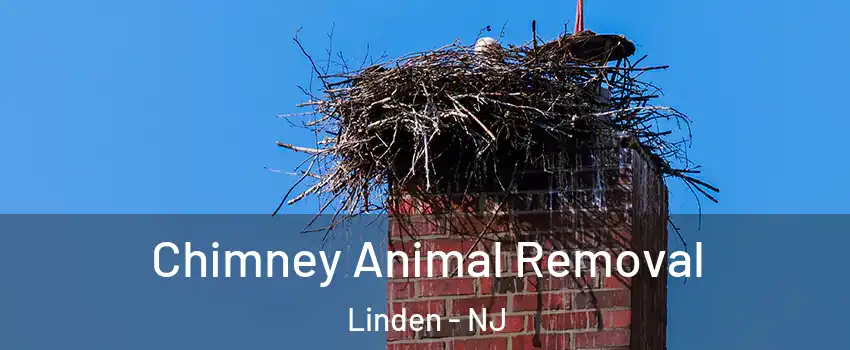 Chimney Animal Removal Linden - NJ