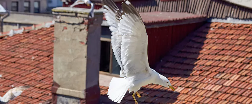 Residential Chimney Animal Removal Solution in Linden, NJ