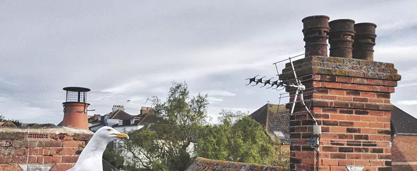 Chimney Cleaning And Restoration in Linden, New Jersey